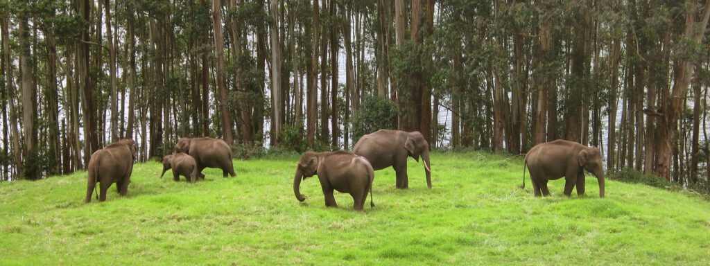 Green Forest Elephants 3 1