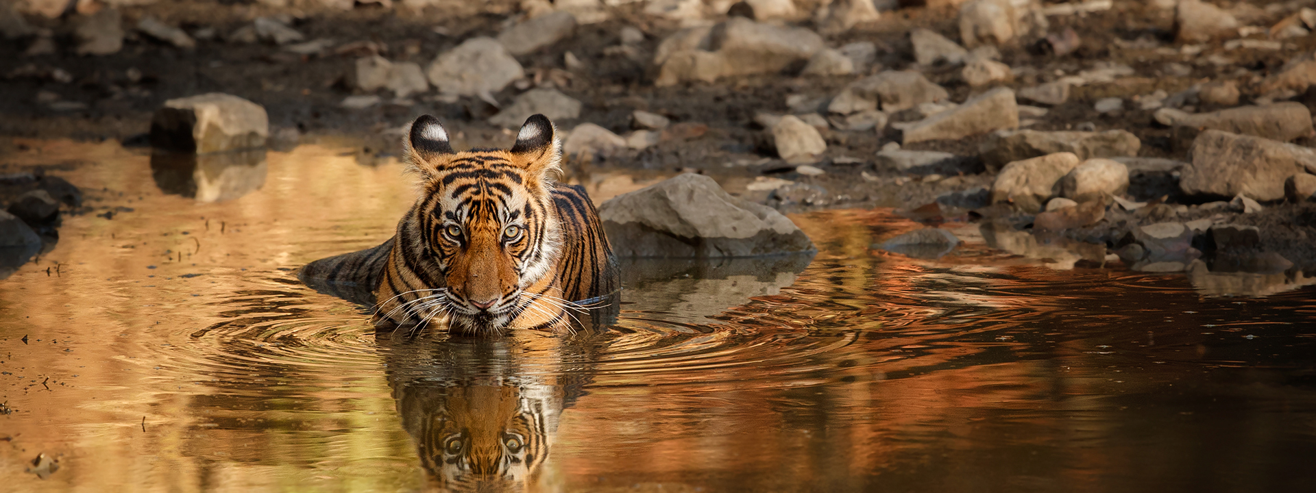 Ranathambore Tiger 2 2