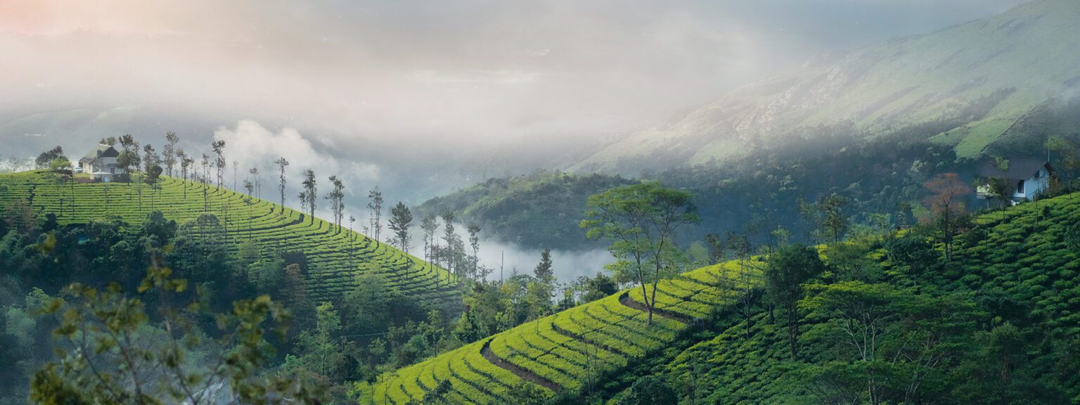 Munnar tea garden 2