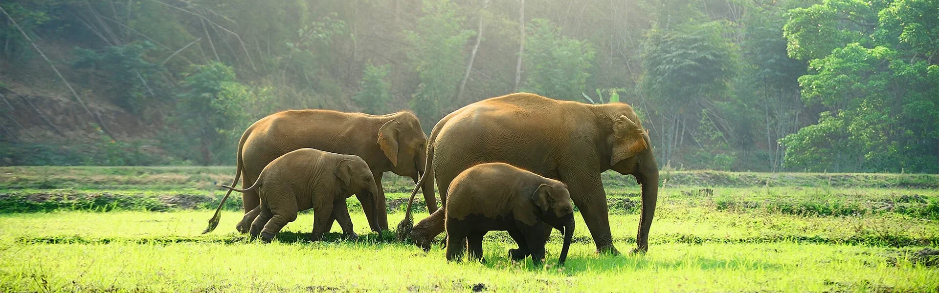 Green-Forest-Elephants-2-1