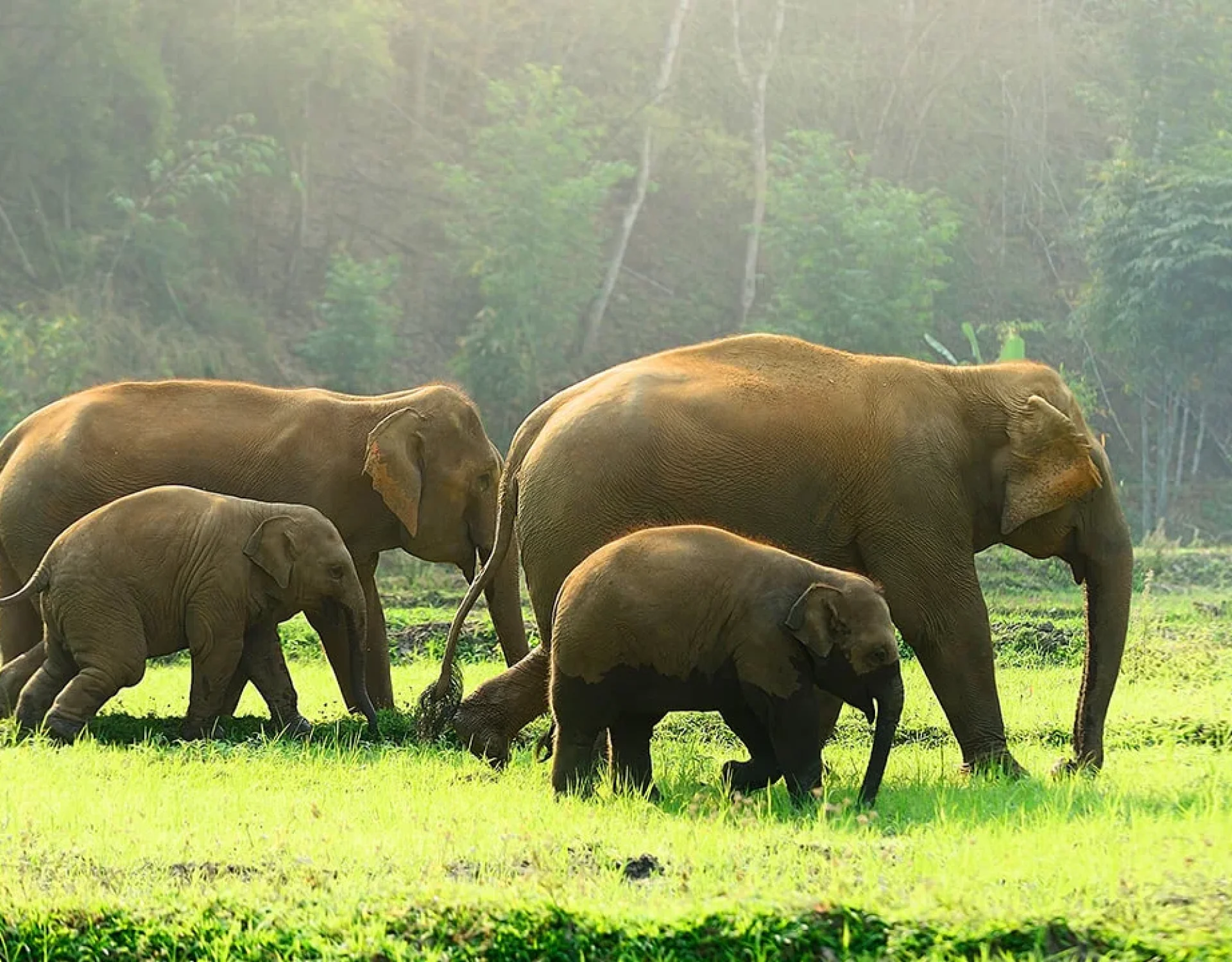 Green-Forest-Elephants-2-1